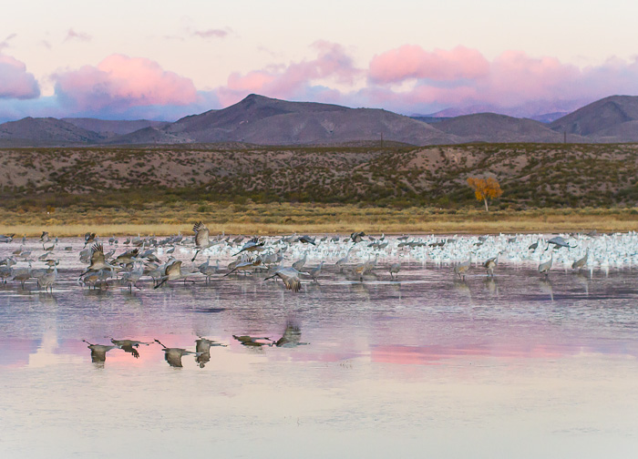 Daybreak, Bosque del Apache National Wildlife Refuge, San Antonio NM, November 11, 2012