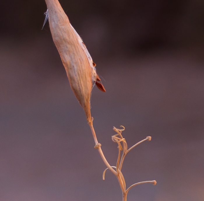 Seed head, Bosque Birdwatchers RV Park, San Antonio NM, November 21, 2012