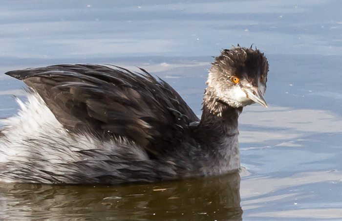 Eared Grebe, Juvenile, Bosque del Apache National Wildlife Refuge, San Antonio NM, November 22, 2012