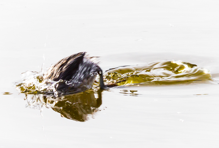 Eared Grebe, Juvenile, Diving, Bosque del Apache National Wildlife Refuge, San Antonio NM, November 22, 2012