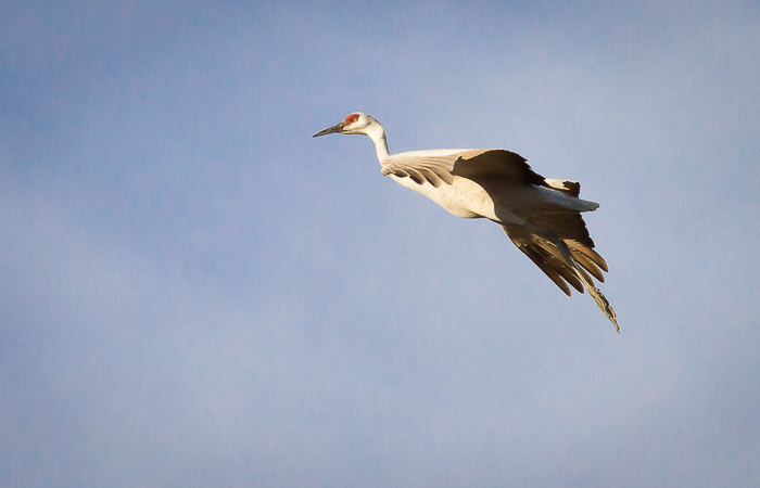 Final Approach, Sandhill Crane, Bosque del Apache National Wildlife Refuge, San Antonio NM, November 22, 2012