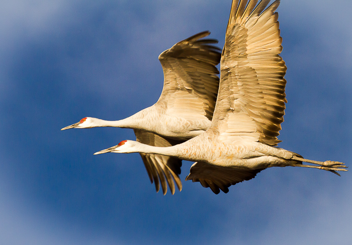 Sandhill Cranes, Bosque del Apache National Wildlife Refuge, San Antonio NM, November 22, 2012