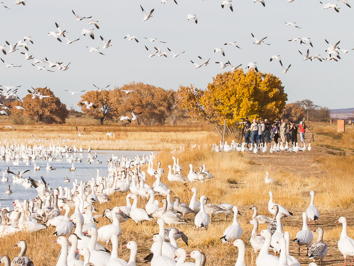 Smile, Snow Geese, Bosque del Apache National Wildlife Refuge, San Antonio NM, November 22, 2012