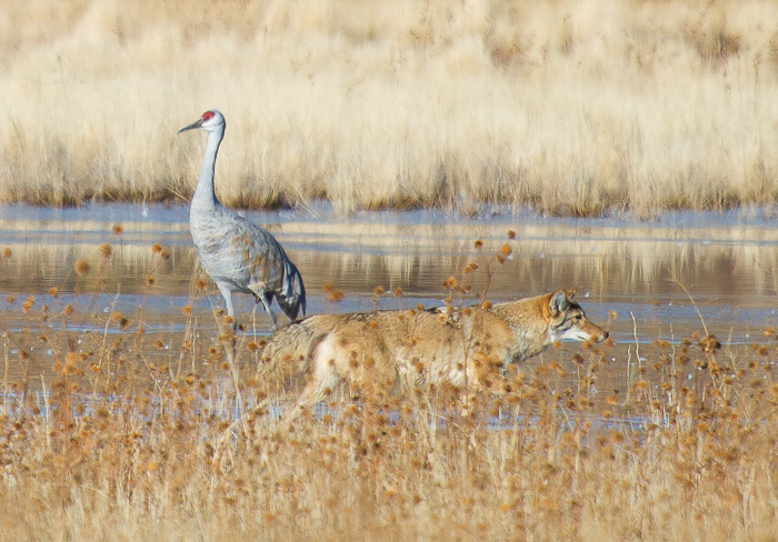 Coyote, Bosque del Apache National Wildlife Refuge, San Antonio NM, November 22, 2012 Coyote, Bosque del Apache National Wildlife Refuge, San Antonio NM, November 22, 2012