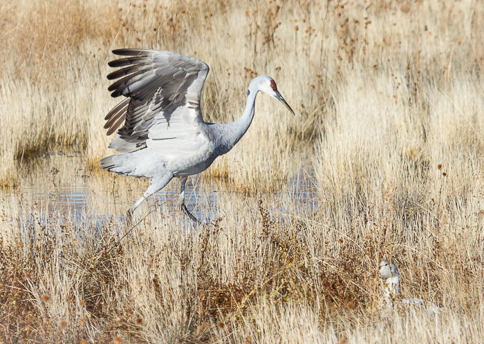 Stretching a wing, Sandhill Crane, Bosque del Apache National Wildlife Refuge, San Antonio NM, November 25, 2012