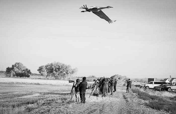 Flyover, Bosque del Apache National Wildlife Refuge, San Antonio NM, November 30, 2012