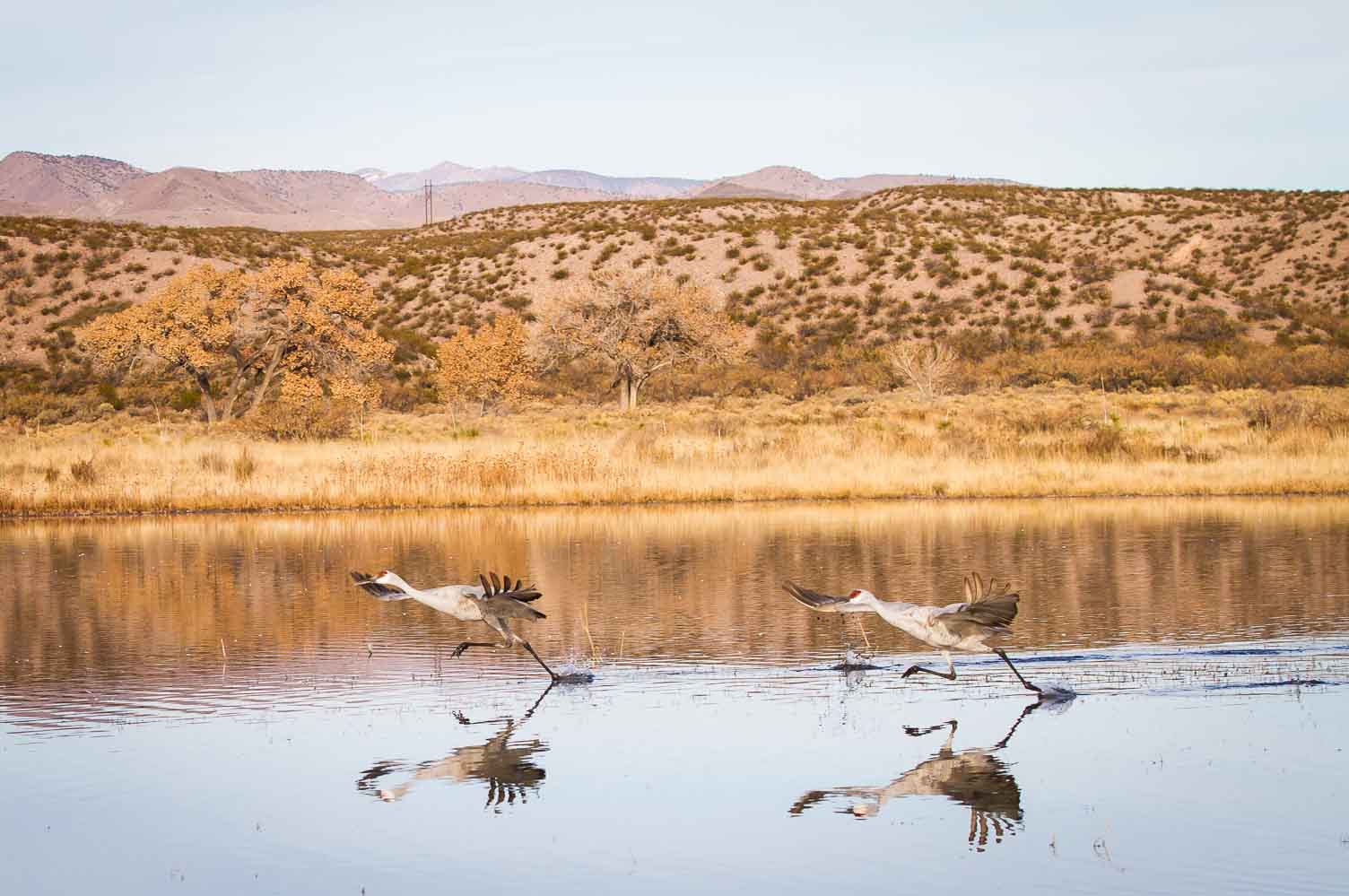 Liftoff, Sandhill Cranes, Bosque del Apache National Wildlife Refuge, San Antonio NM, December 6, 2012