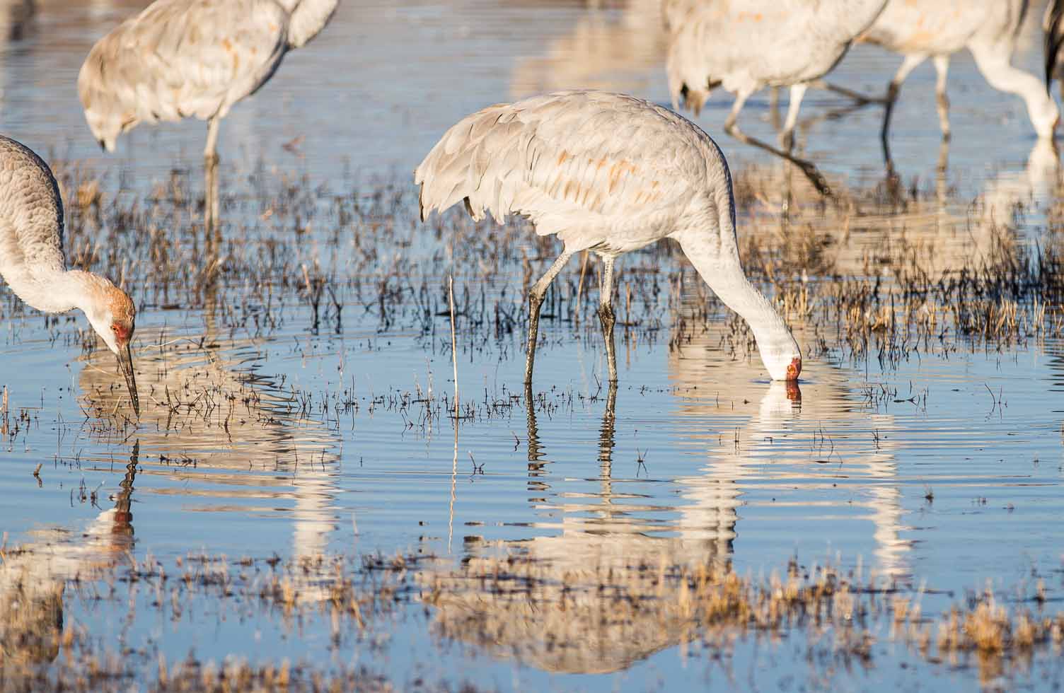 Sandhill Cranes, Bosque del Apache National Wildlife Refuge, San Antonio NM, December 7, 2012 Sandhill Cranes, Bosque del Apache National Wildlife Refuge, San Antonio NM, December 7, 2012