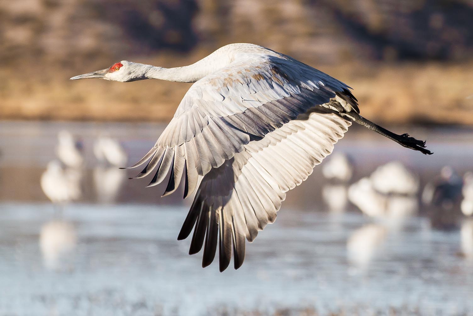 Sandhill Crane, Bosque del Apache National Wildlife Refuge, San Antonio NM, December 8, 2012