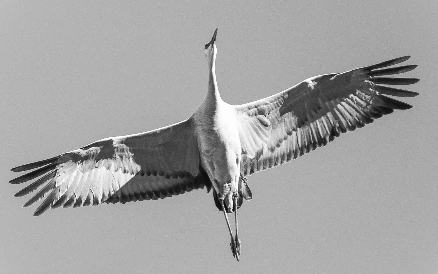 Seven feet, Sandhill Crane, Bosque del Apache National Wildlife Refuge, San Antonio NM, December 8, 2012 Seven feet, Sandhill Crane, Bosque del Apache National Wildlife Refuge, San Antonio NM, December 8, 2012