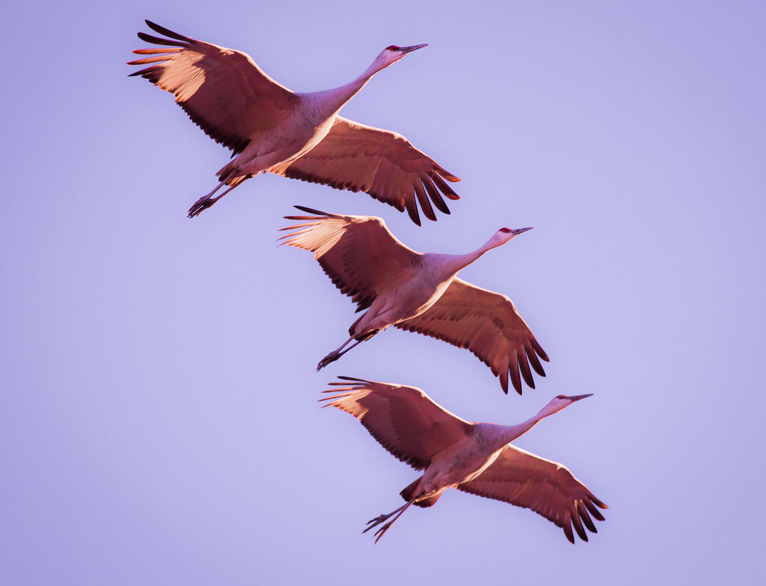 Sandhill Cranes, Bosque del Apache National Wildlife Refuge, San Antonio NM, December 8, 2012