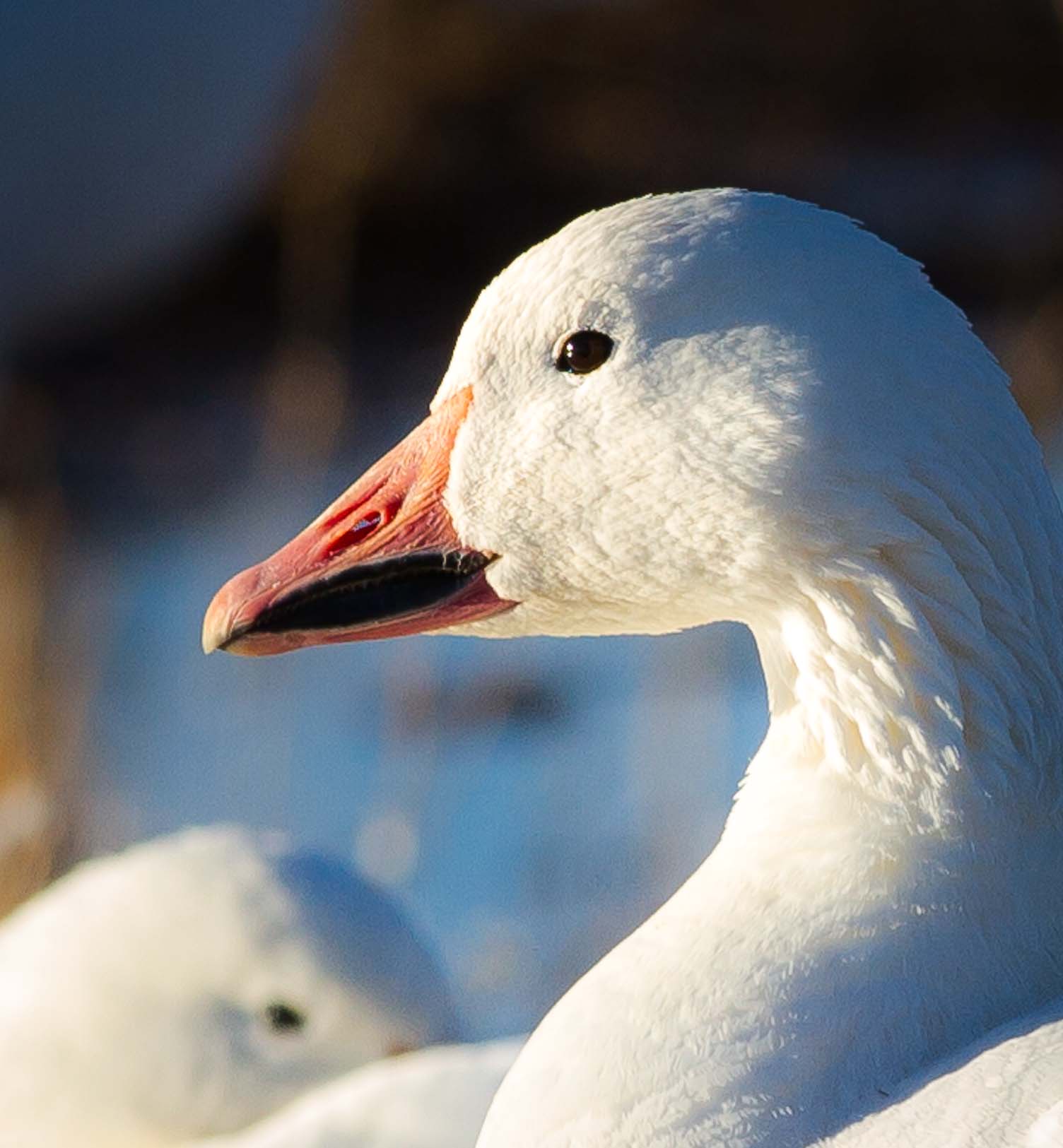 Snow Goose, Bosque del Apache National Wildlife Refuge, San Antonio NM, December 8, 2012