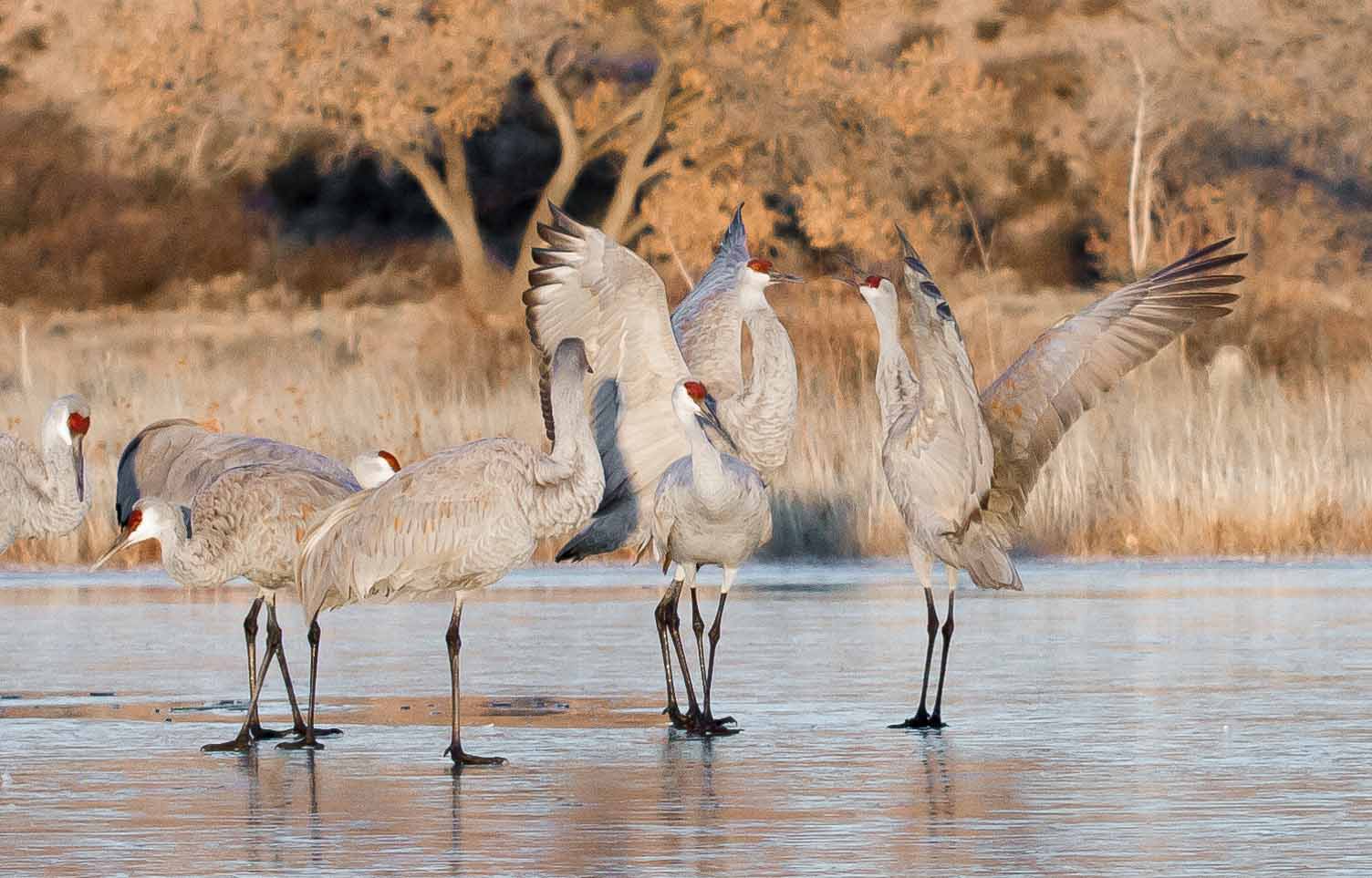 Sandhill Cranes, Bosque del Apache National Wildlife Refuge, San Antonio NM, December 12, 2012 Sandhill Cranes, Bosque del Apache National Wildlife Refuge, San Antonio NM, December 12, 2012