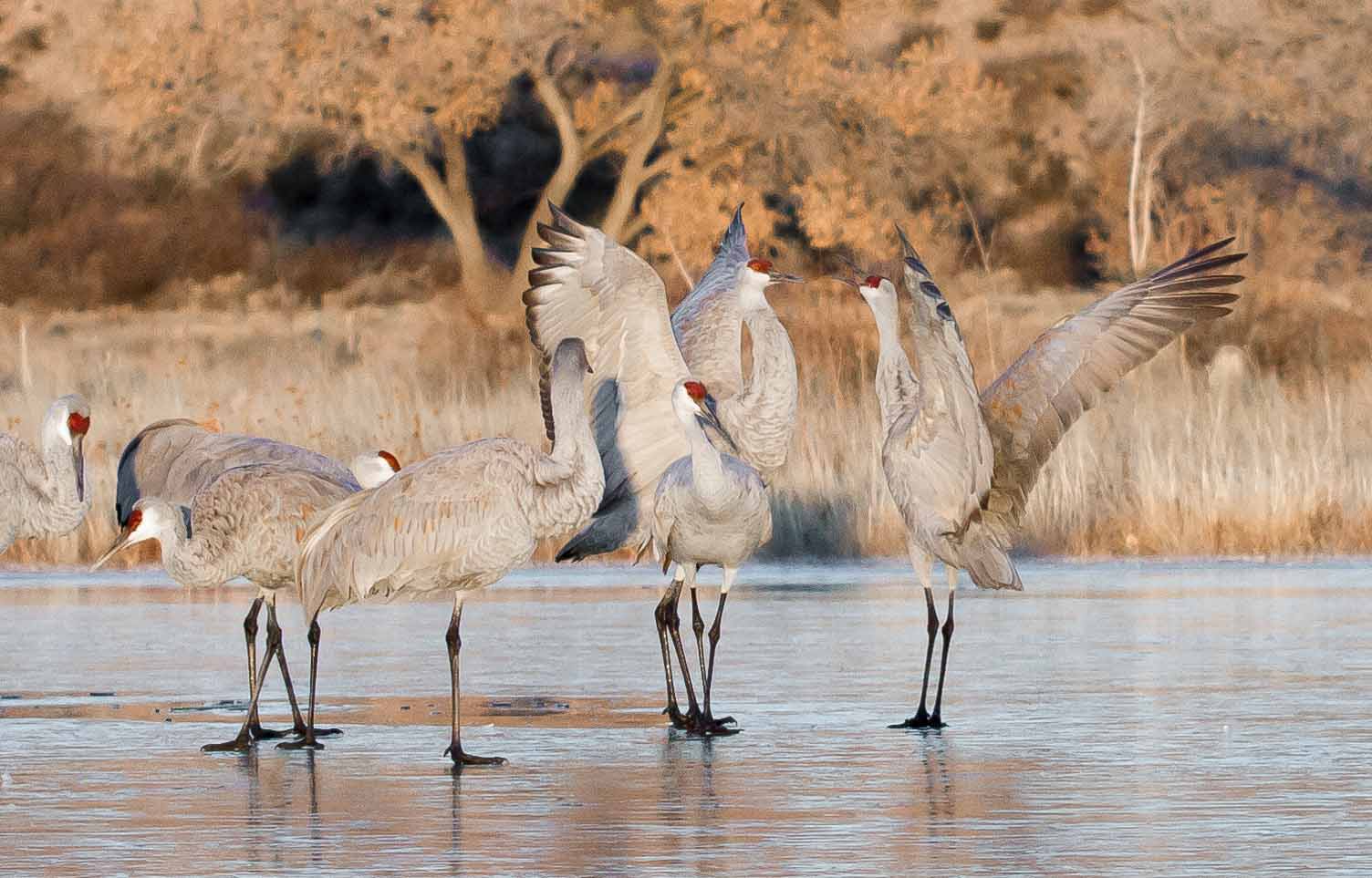 Sandhill Cranes, Bosque del Apache National Wildlife Refuge, San Antonio NM, December 12, 2012