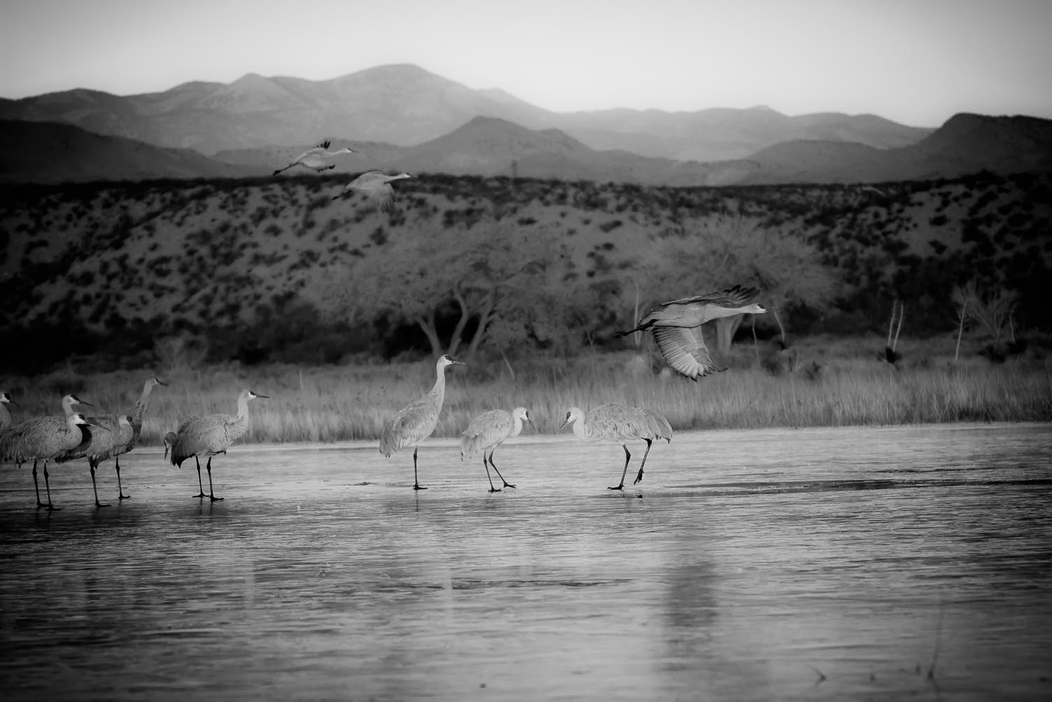 A Crane's Life, Winter, Bosque del Apache National Wildlife Refuge, San Antonio NM, December 12, 2012