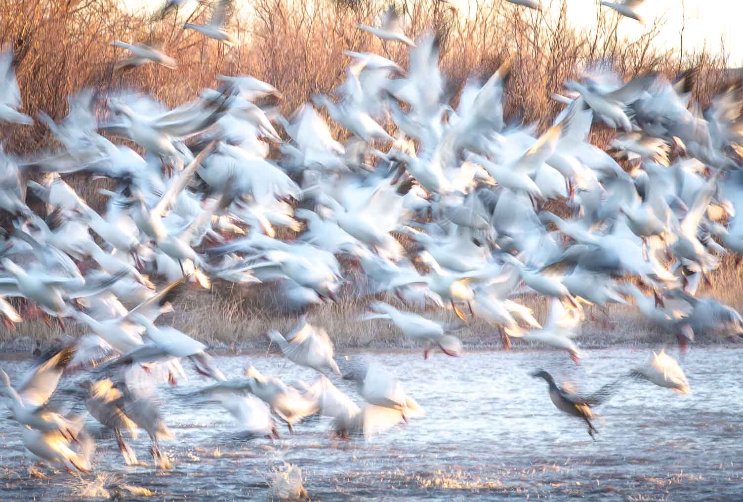 Snow Geese, Bosque del Apache National Wildlife Refuge, San Antonio NM, December 28, 2012