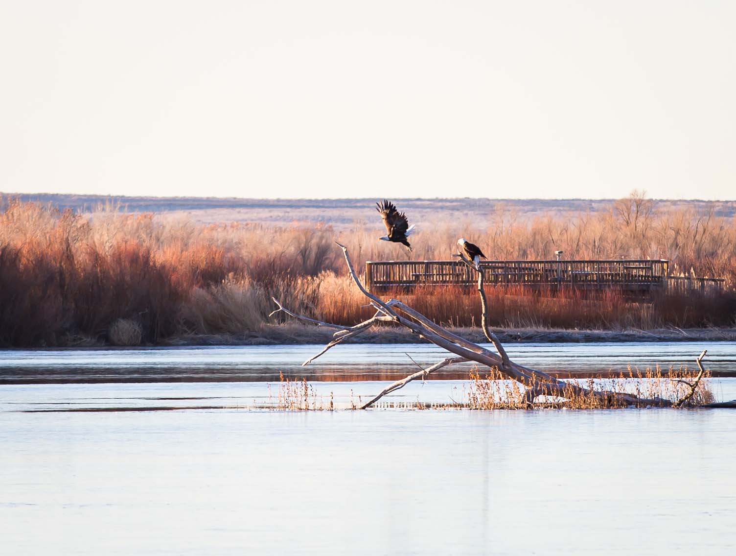 Eagle Flight Deck, Bosque del Apache National Wildlife Refuge, San Antonio NM, December 29, 2012