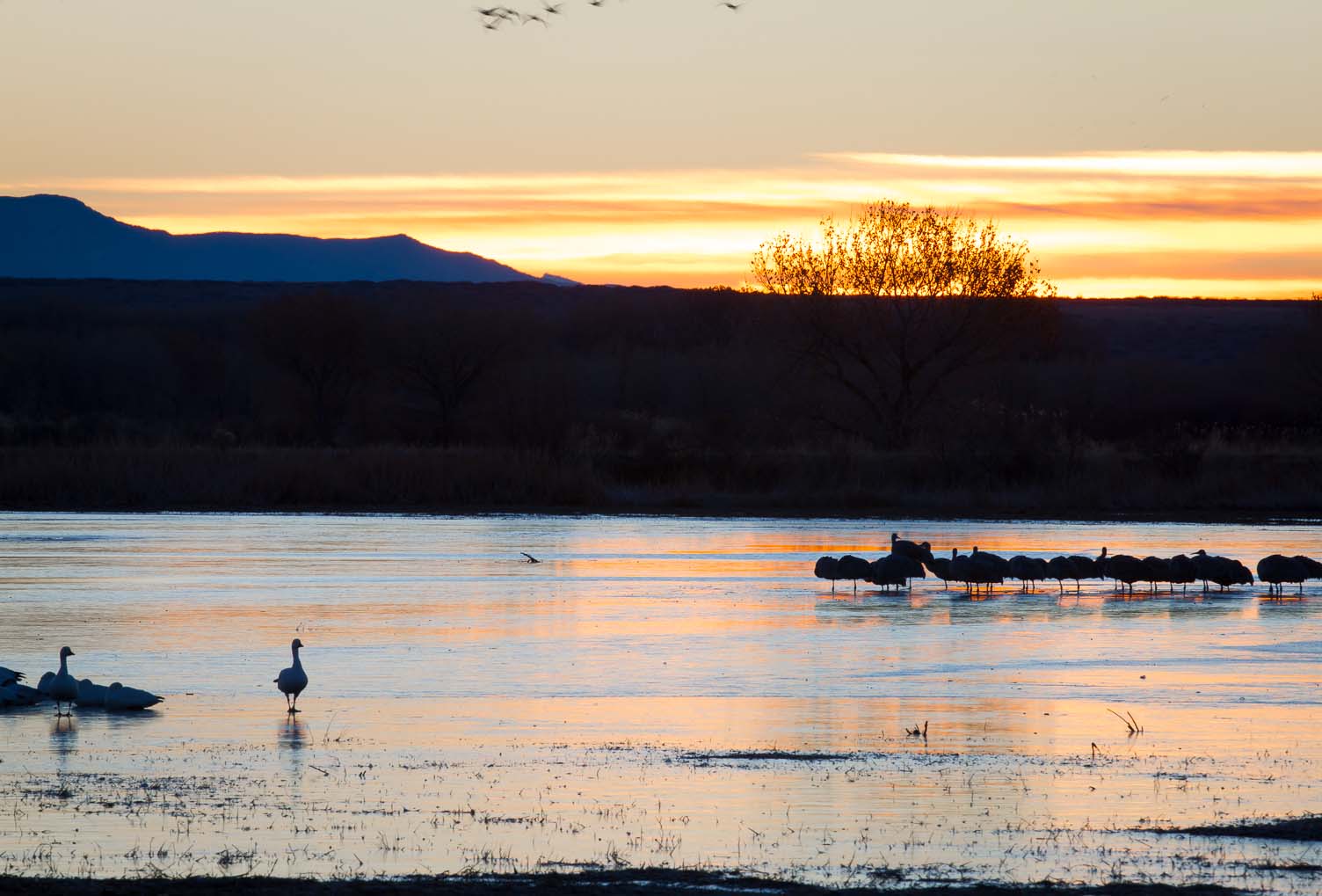 Daybreak, Bosque del Apache National Wildlife Refuge, San Antonio NM, December 29, 2012