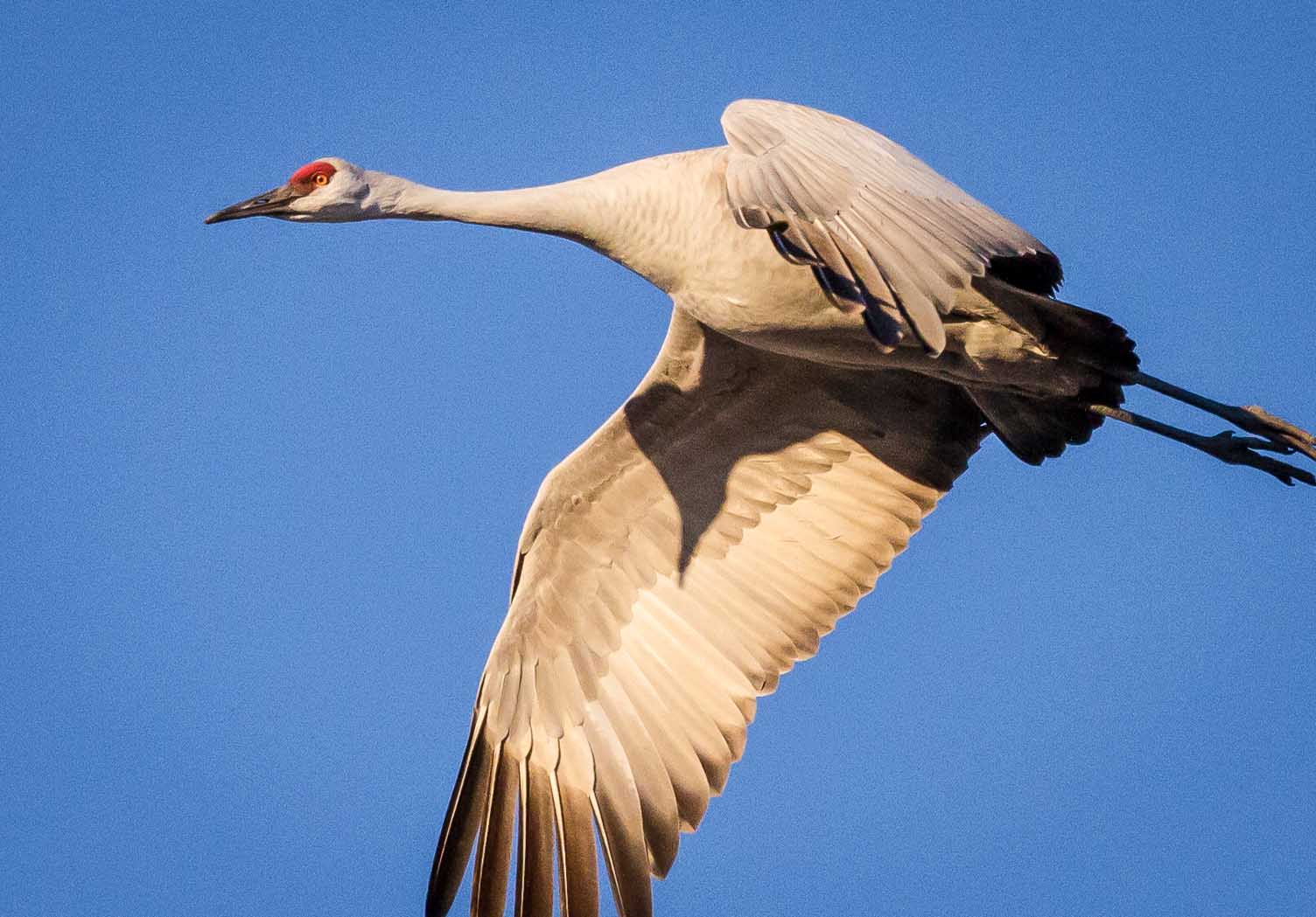 Hey! Watch where you point that thing!, Bosque del Apache National Wildlife Refuge, San Antonio NM, January 2, 2013