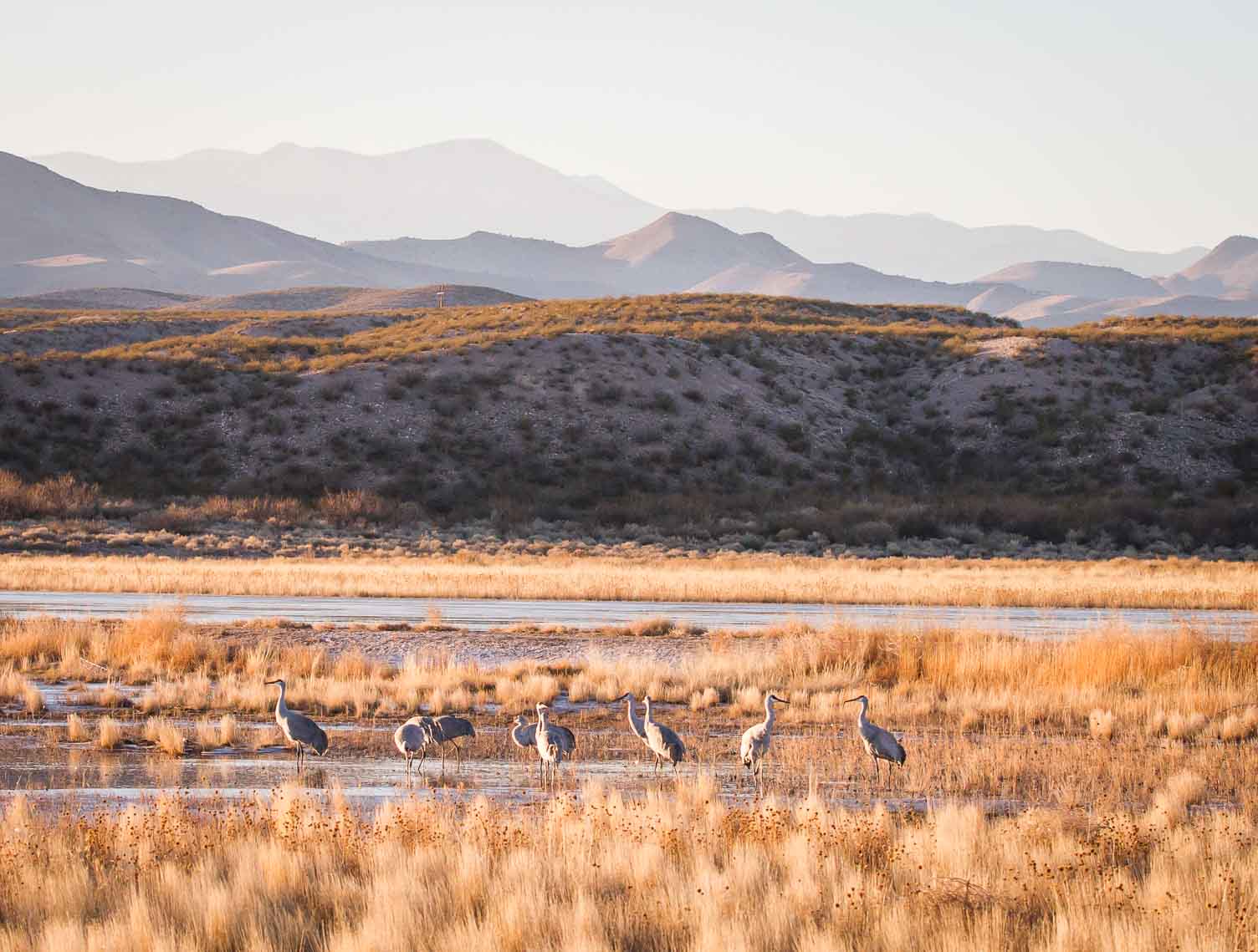 Afternoon, Bosque del Apache National Wildlife Refuge, San Antonio NM, January 4, 2013 Afternoon, Bosque del Apache National Wildlife Refuge, San Antonio NM, January 4, 2013