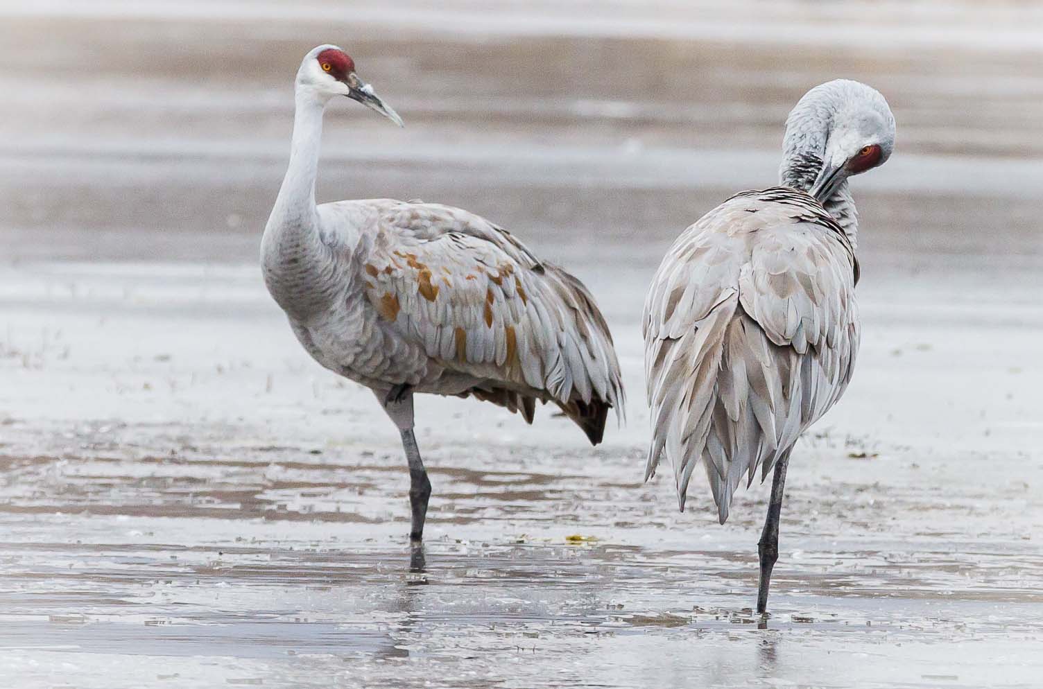 A leg to stand on, Bosque del Apache National Wildlife Refuge, San Antonio NM, January 5, 2013