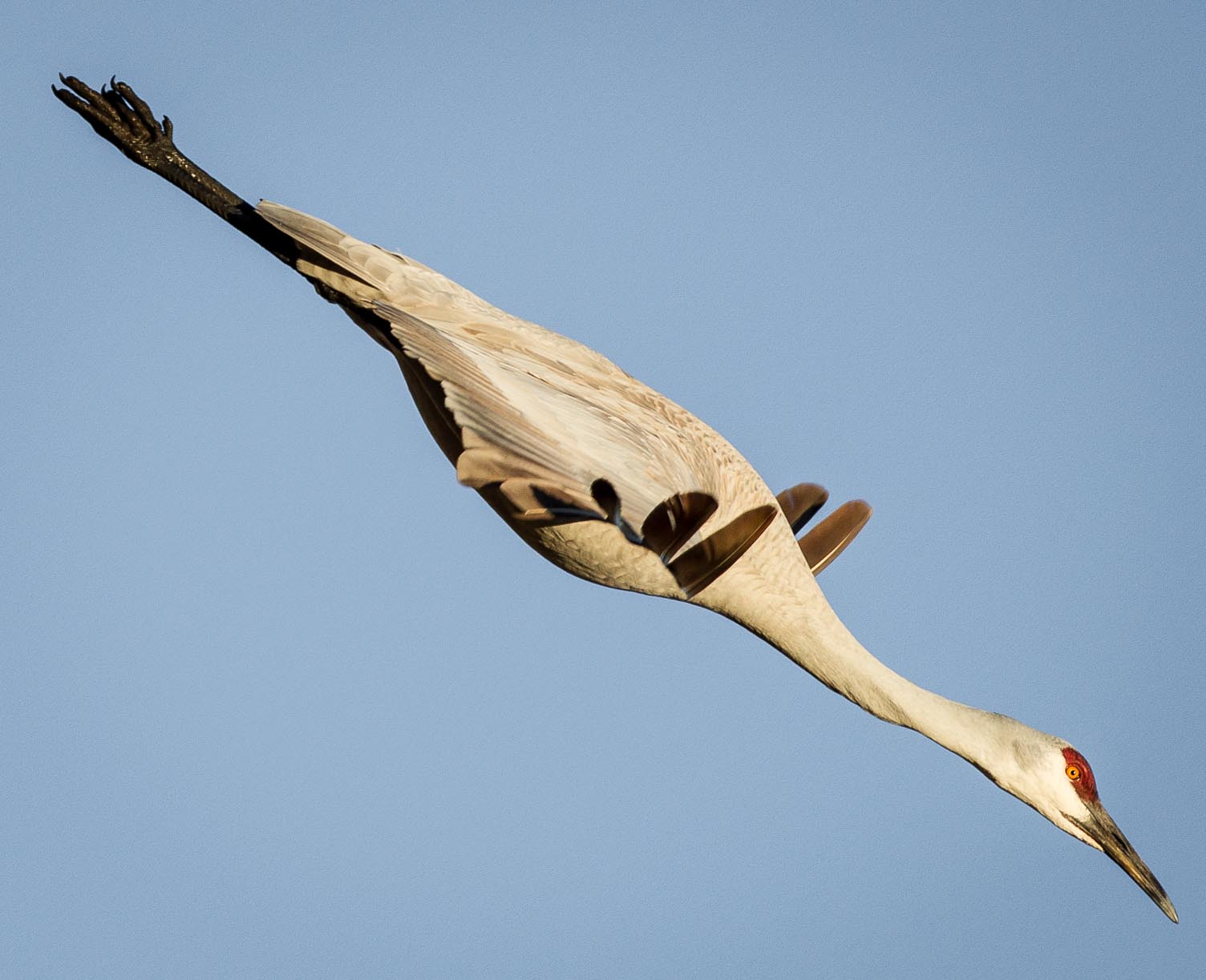 Whoa!, Sandhill Crane, Bosque del Apache National Wildlife Refuge, San Antonio NM, January 9, 2013