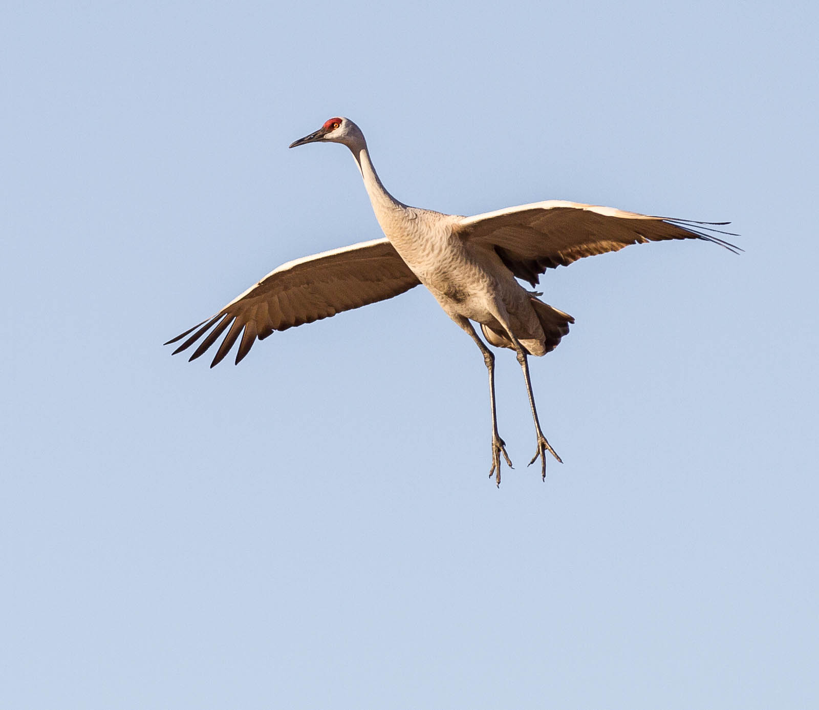 Gear down, Sandhill Crane, Bosque del Apache National Wildlife Refuge, San Antonio NM, January 11, 2013