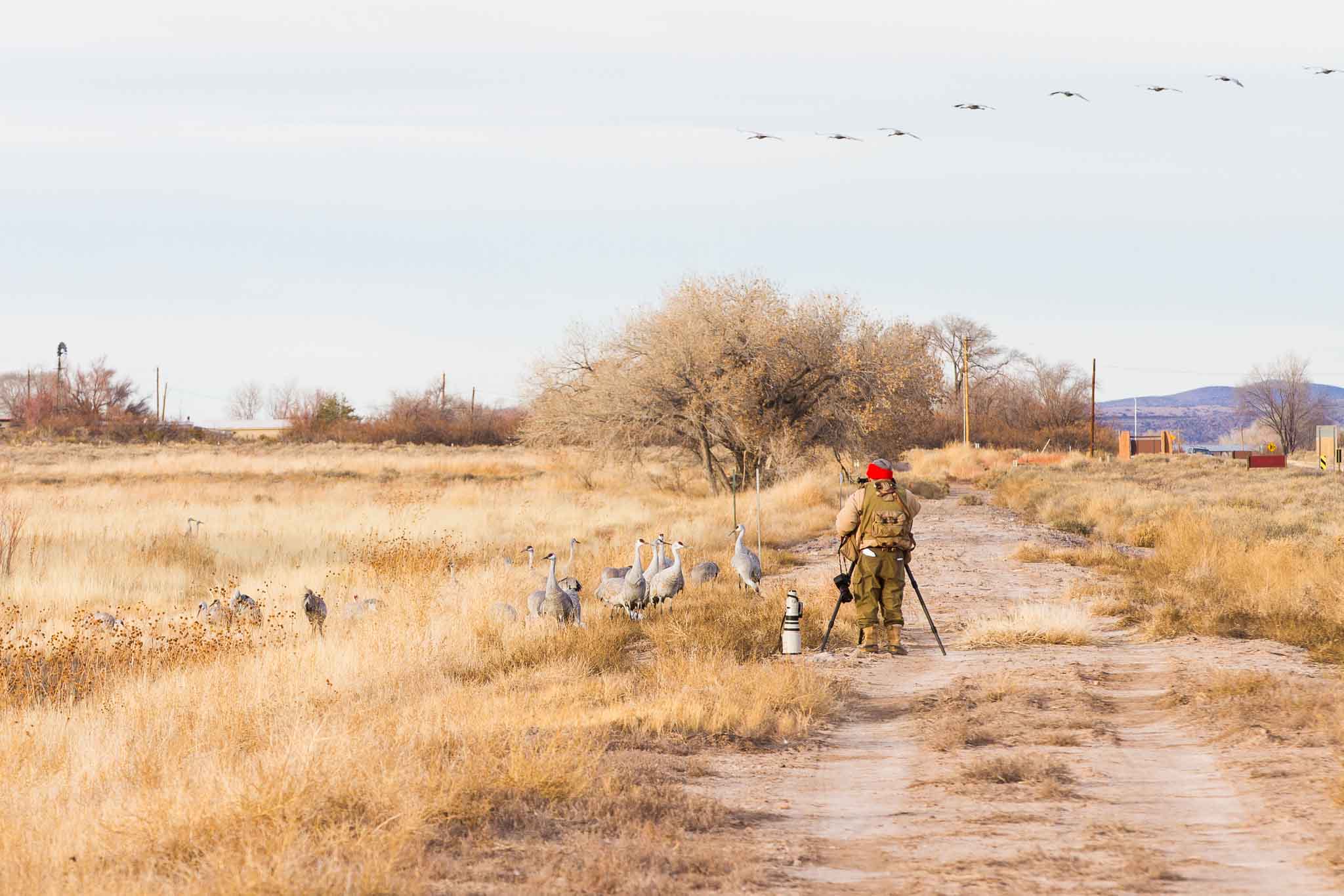 Birding the Bosque, Bosque del Apache National Wildlife Refuge, San Antonio NM, January 13, 2013