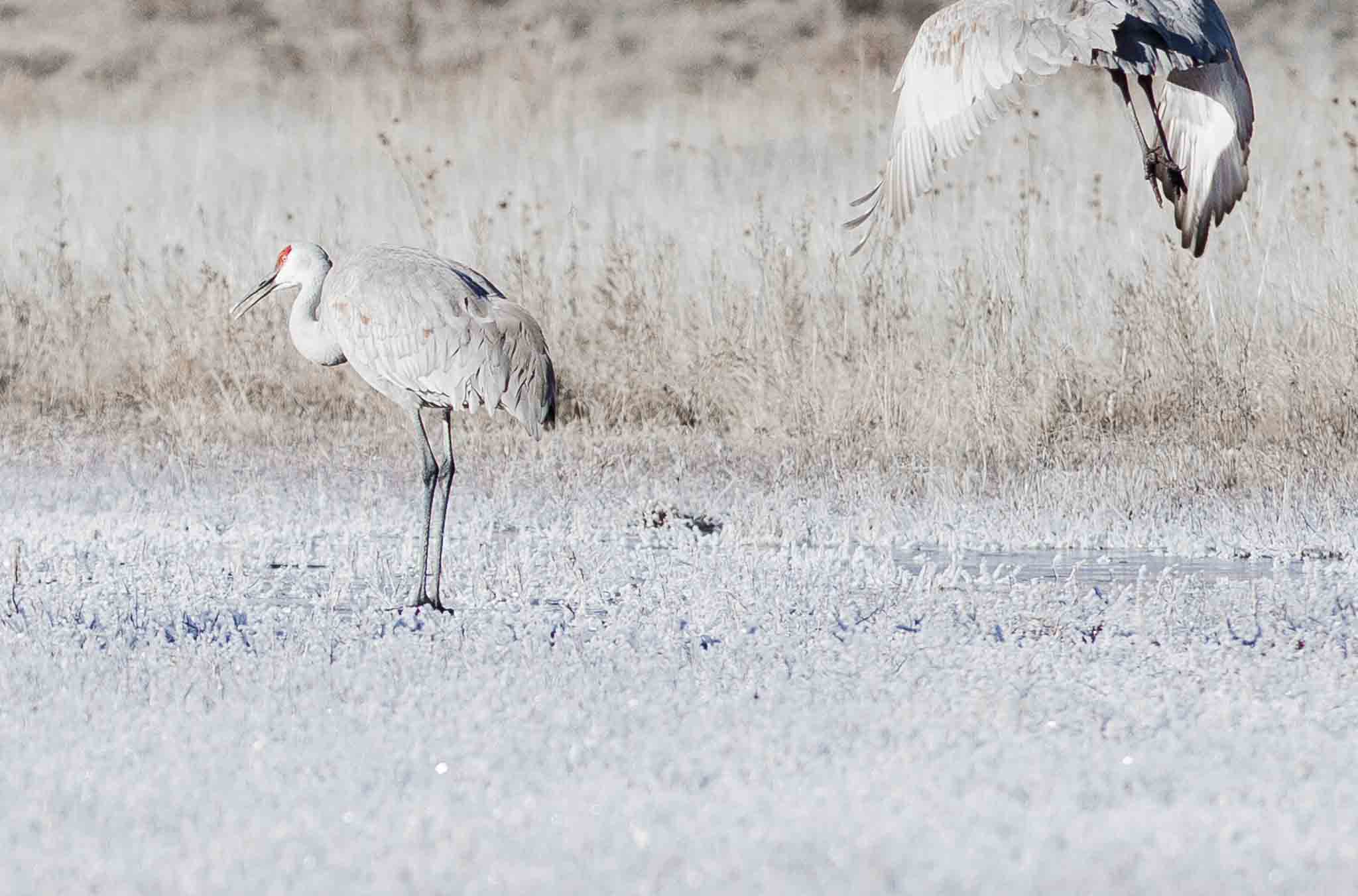 Zero, Sandhill Cranes, Bosque del Apache National Wildlife Refuge, San Antonio NM, January 13, 2013