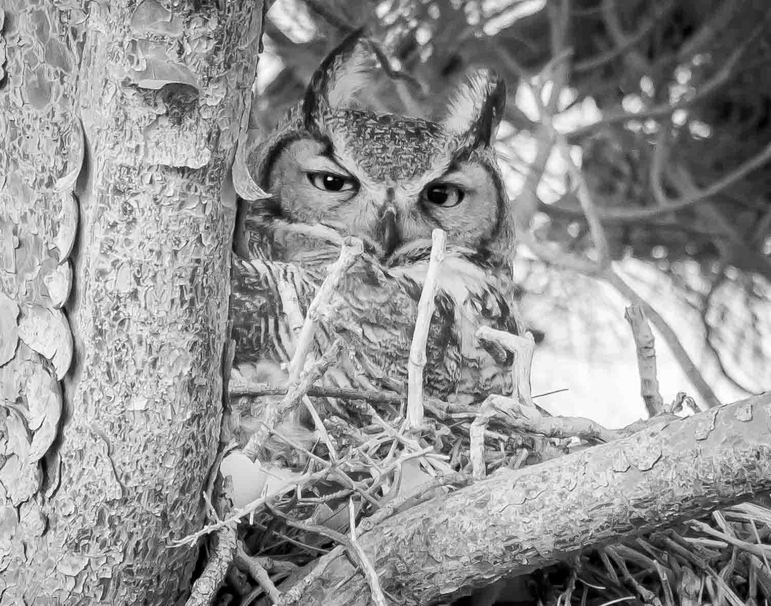 Great Horned Owl, Mother of Two, Pancho Villa State Park, Columbus NM, March 29, 2013