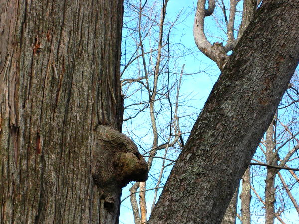 Knarl along the Trace, Natchez Trace north of Jackson MS, January 4, 2008