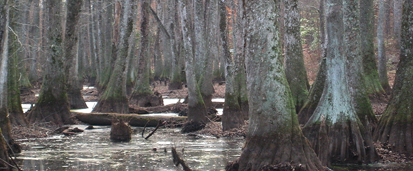 Don't feed the aligators, Natchez Trace Parkway, Southern Mississippi, January 4, 2008 Don't feed the aligators, Natchez Trace Parkway, Southern Mississippi, January 4, 2008