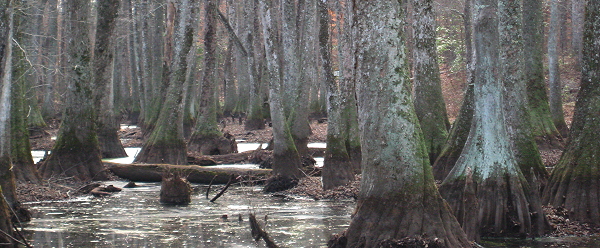 Don't feed the aligators, Natchez Trace Parkway, Southern Mississippi, January 4, 2008