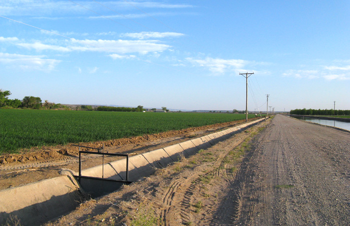 Onions - Arrey NM, Apr 26, 2008