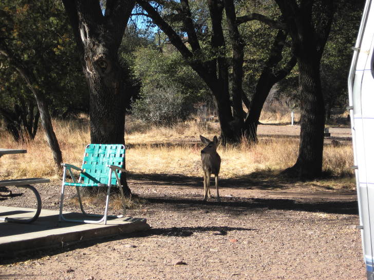 Deer at Davis Mountains State Park, Fort Davis TX, January 12, 2008