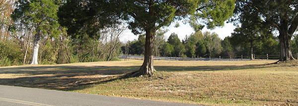 Tree - Foscue Creek Park, November 21, 2008