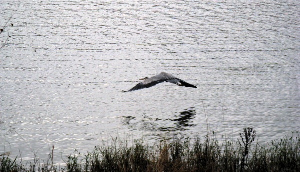 Taking Flight, Foscue Creek Park, Demopolis AL, Dec 01, 2008 Taking Flight, Foscue Creek Park, Demopolis AL, Dec 01, 2008
