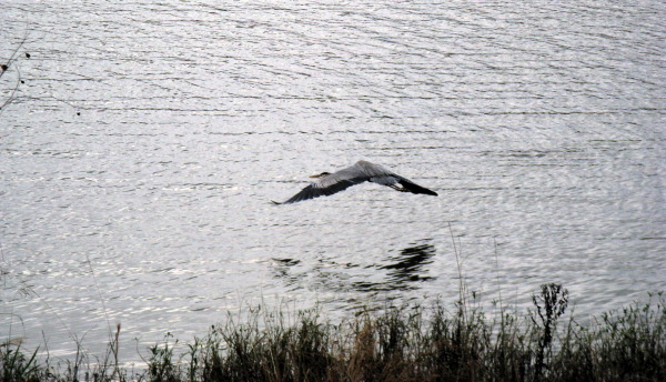 Taking Flight, Foscue Creek Park, Demopolis AL, Dec 01, 2008