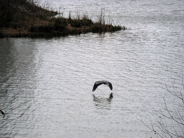 Flying Low, Foscue Creek Park, Demopolis AL, December 1, 2008