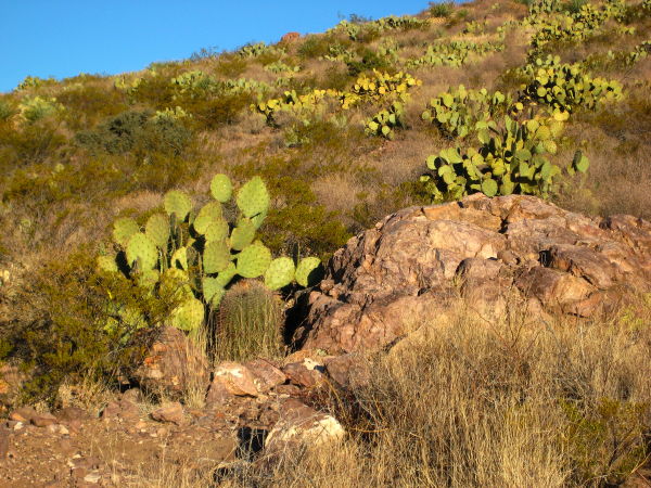 Prickly hillside, Rockhound State Park, Deming NM, February 20, 2008