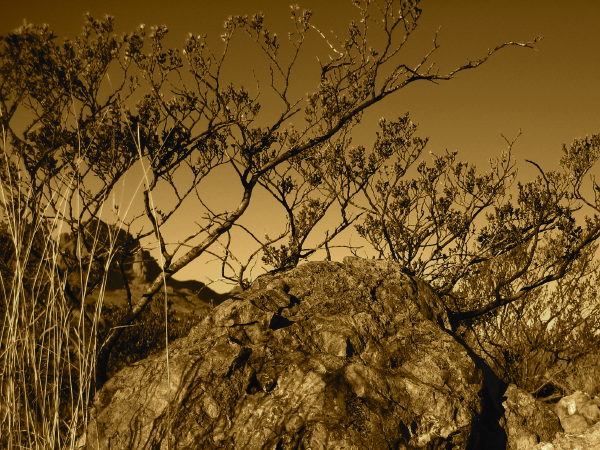 Experiment in sepia, Rockhound State Park, Deming NM, February 20, 2008