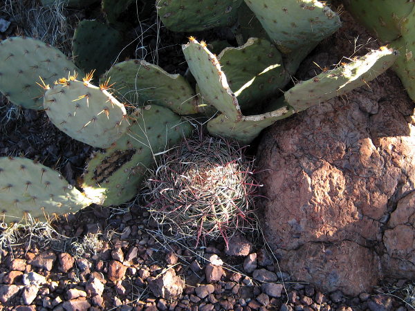 Baby barrel cactus, Rockhound State Park, Deming NM, February 20, 2008