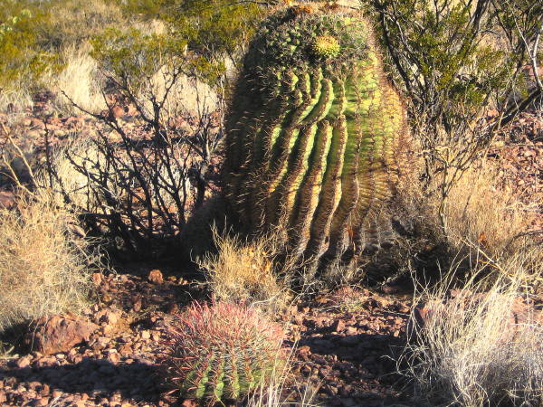 Cactus mentoring, Rockhound State Park, Deming NM, February 20, 2008