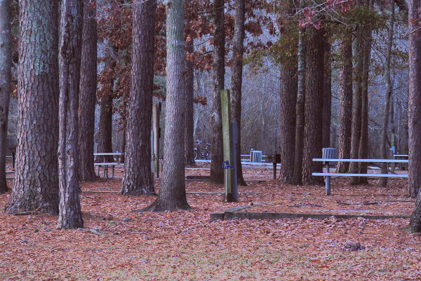 Loblolly Loop, Twiltley Branch Campground, Collinsville MS, December 9, 2008