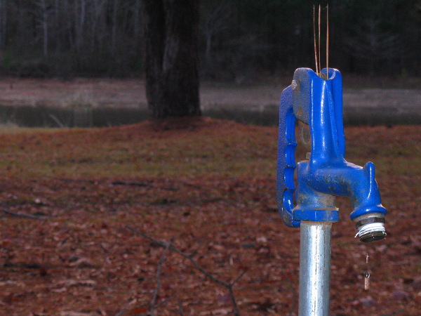 Spike, Twiltley Branch Campground, Collinsville MS, December 9, 2008