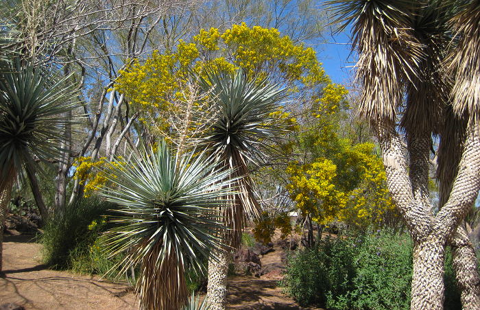 Yellow, Ethel M Chocolates' Botanical Cactus Garden, Las Vegas NV, March 24, 2008
