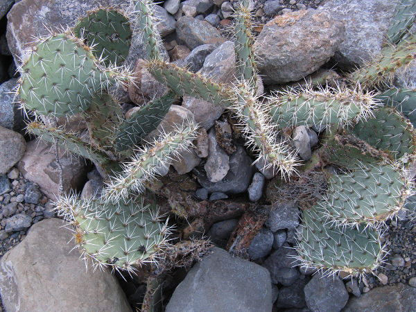 Prickly pear, Oliver Lee Memorial State Park, Alamogordo NM, January 8, 2009