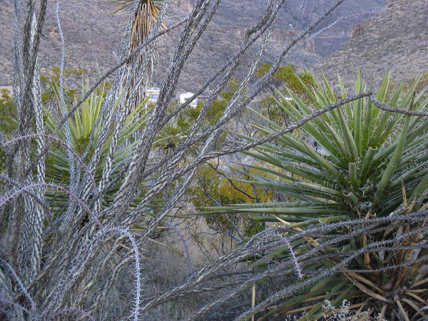 Ocotillo, Oliver Lee Memorial State Park, Alamogordo NM, January 16, 2009