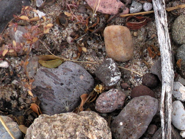 Pebbles, Leasburg Dam State Park, Radium Springs, New Mexico, January 23, 2009