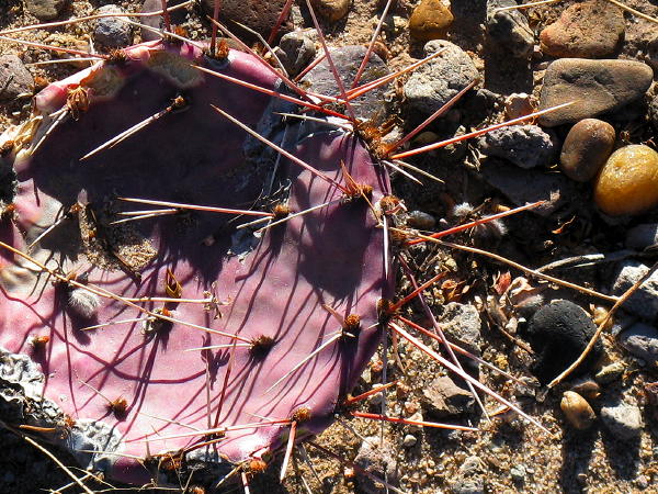 Pretty pink and prickly, Leasburg Dam State Park, Radium Springs NM, January 25, 2009